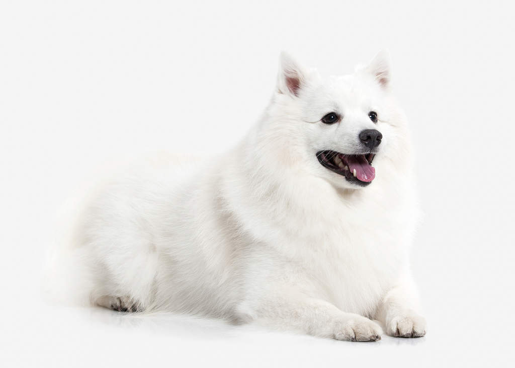 Japanese Spitz Dogs
