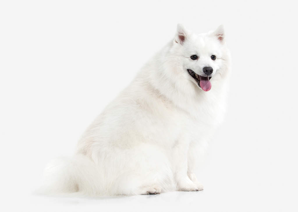 Japanese Spitz Dogs Breed Information Omlet Japanese Spitz Dogs Breed Information Omlet
