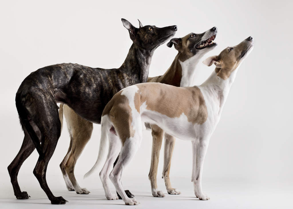 Whippet Dogs Dog Breeds