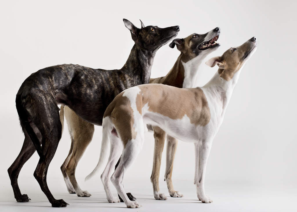 Dogs 2025 like whippets