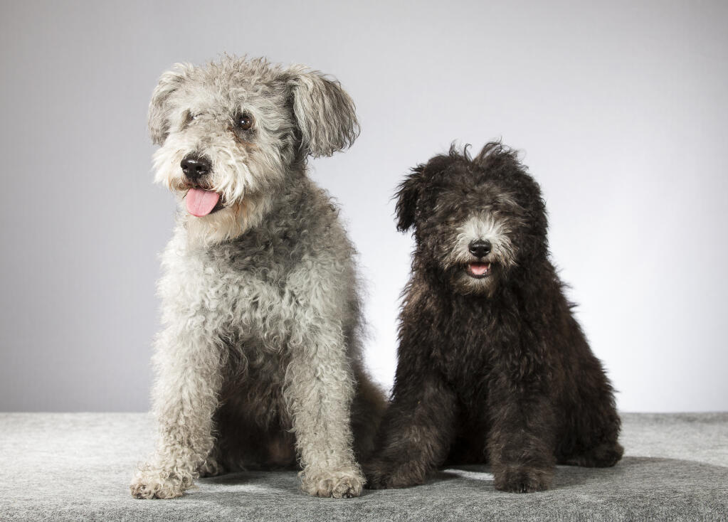 Pumi dog hot sale curly