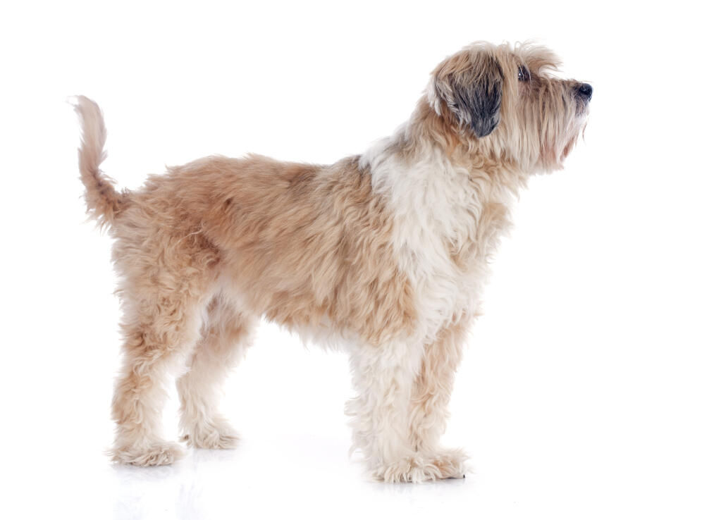 Tibetan Terrier Dogs