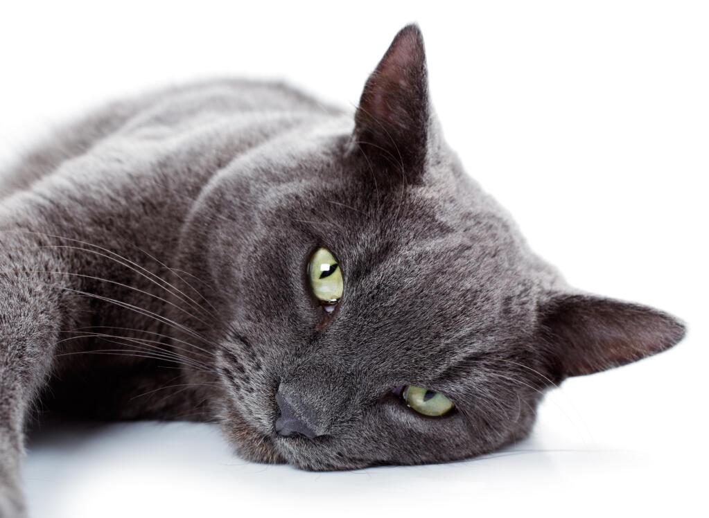 Russian Blue | Cats | Breed Information | Omlet