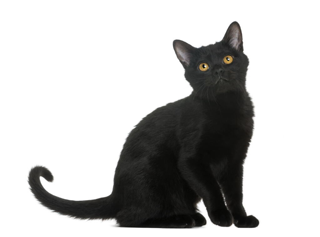 Bombay | Cats | Breed Information | Omlet