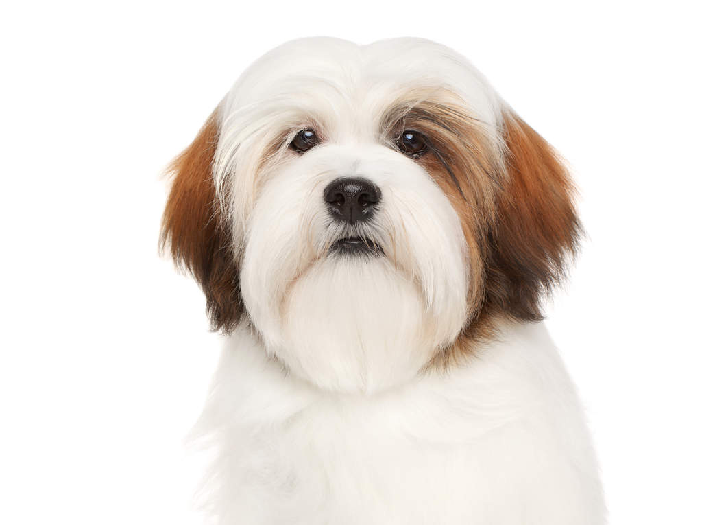 Lhasa Apso Dogs Breed Information Omlet
