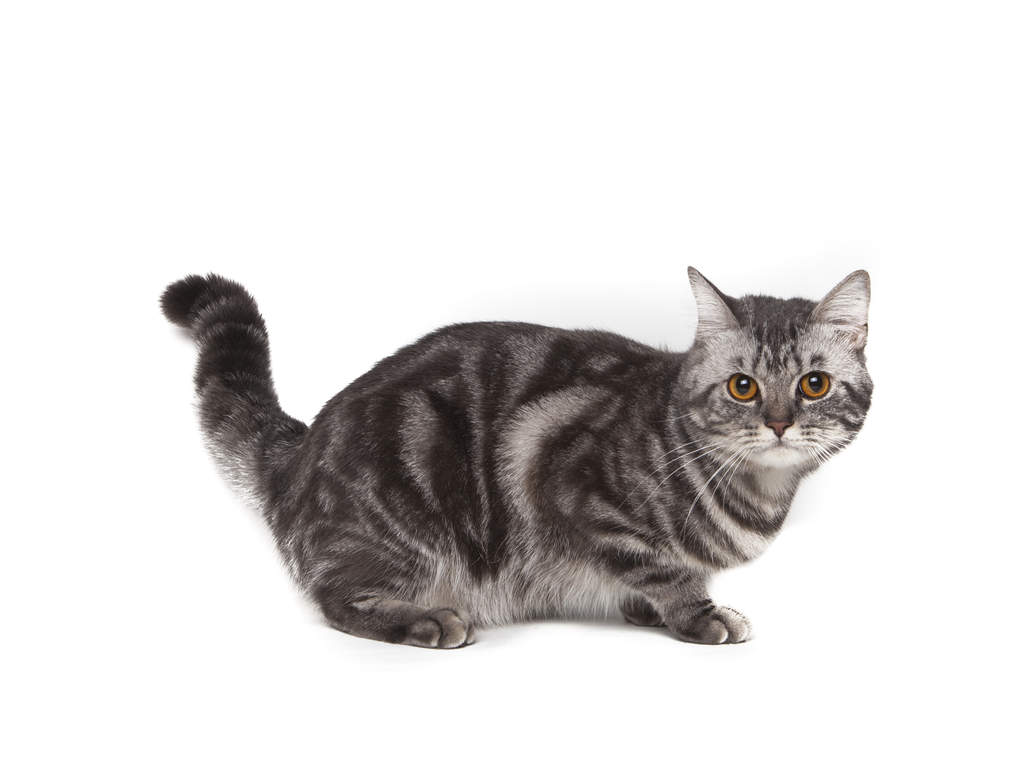 Shaded silver on sale american shorthair