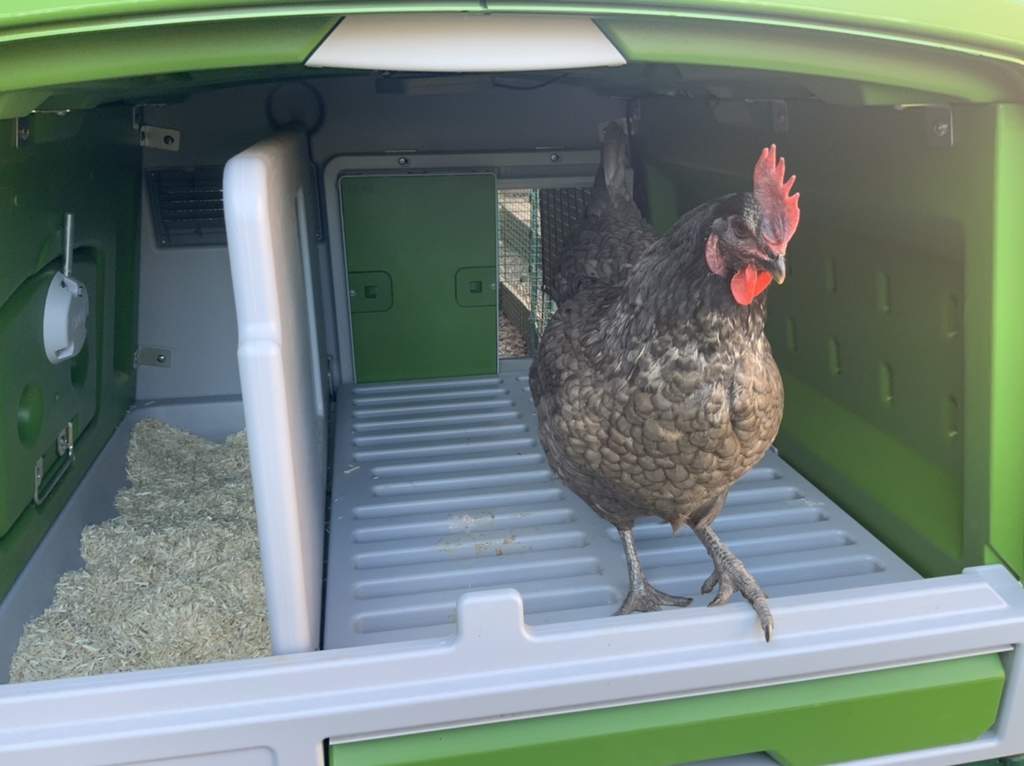 Automatic Chicken Coop Door Green New at Omlet Staff Picks Omlet