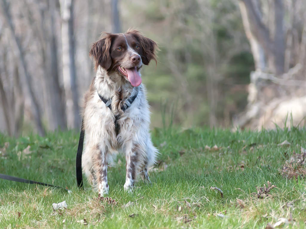 Brittany Dogs Dog Breeds