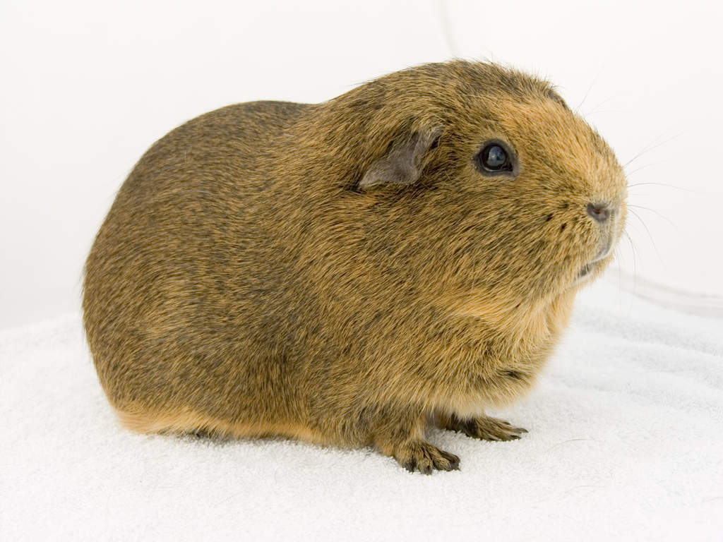 Agouti For Sale | Guinea Pigs | Breed Information | Omlet