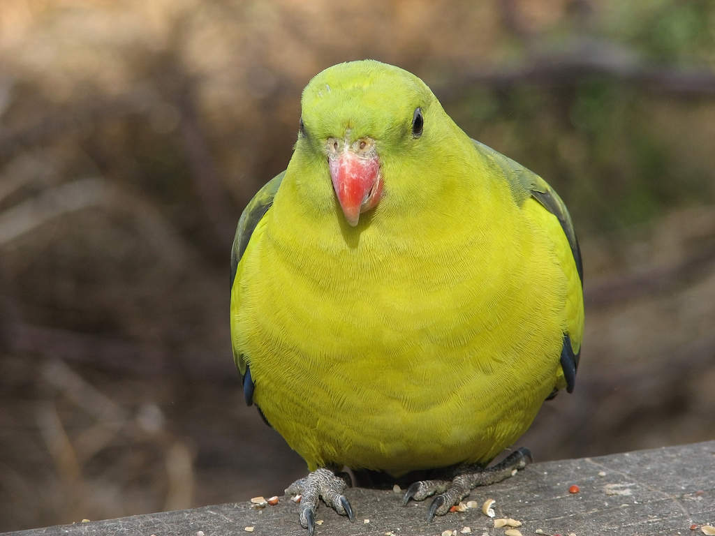 Regent Parrot Parrot Breeds