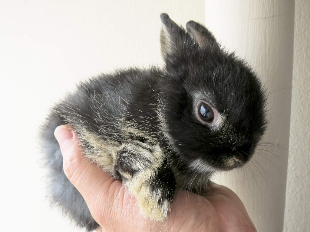 Netherland Dwarf For Sale Rabbits Breed Information Omlet