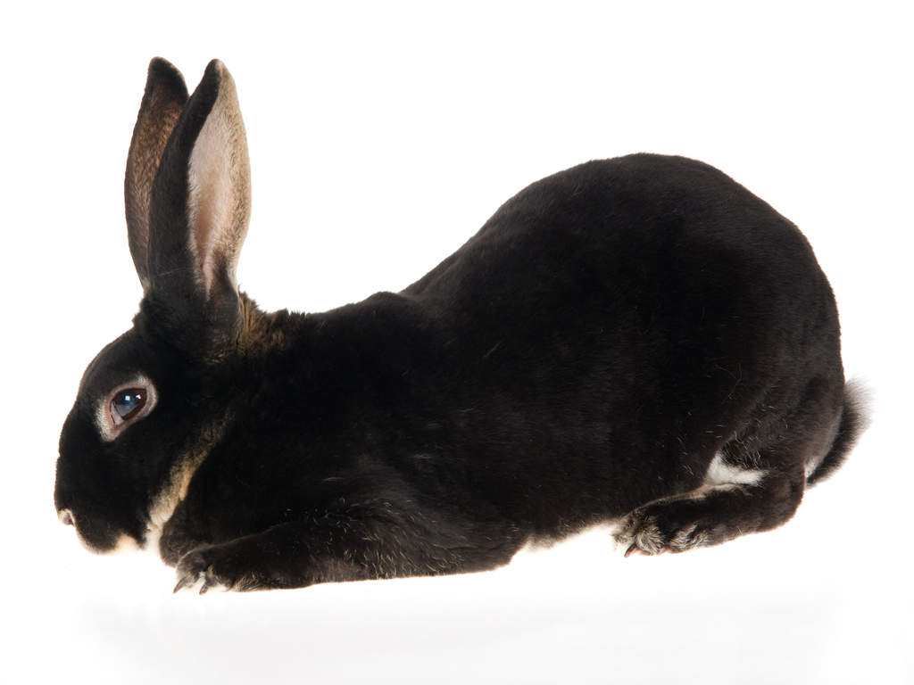 Rex For Sale | Rabbits | Breed Information | Omlet