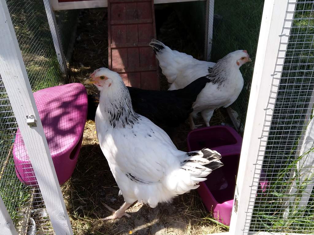 Eglu Cube Waterer Purple Feeders Waterers For Chickens