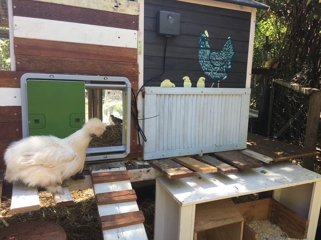 Automatic Chicken Coop Door Green New at Omlet Staff Picks Omlet