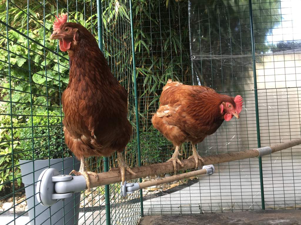 Omlet Chicken Perch 6ft Chicken Keeping Accessories Chicken Coops