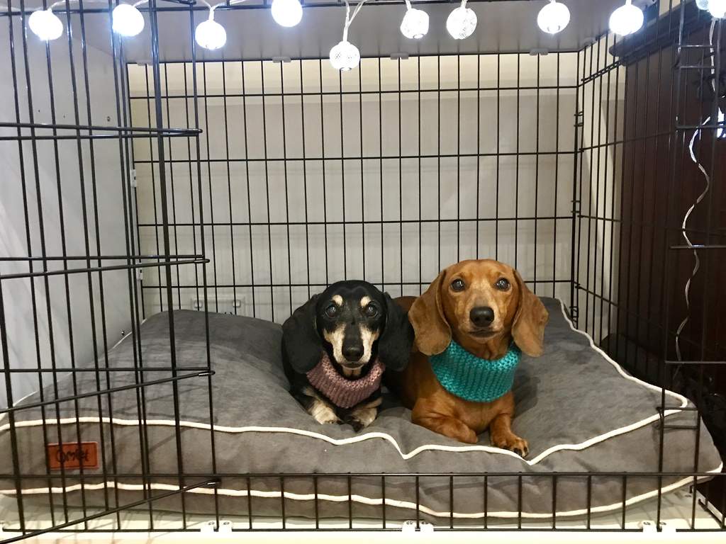 dog cage and bed