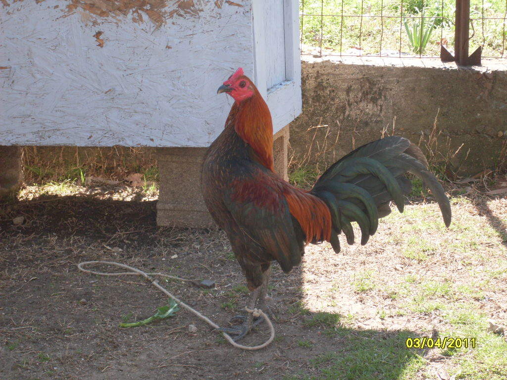 Old English Game For Sale Chickens Breed Information Omlet