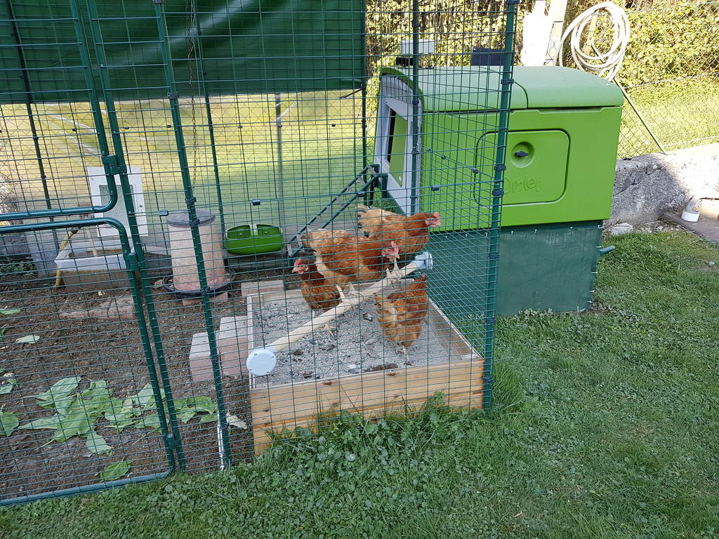 omlet chicken run
