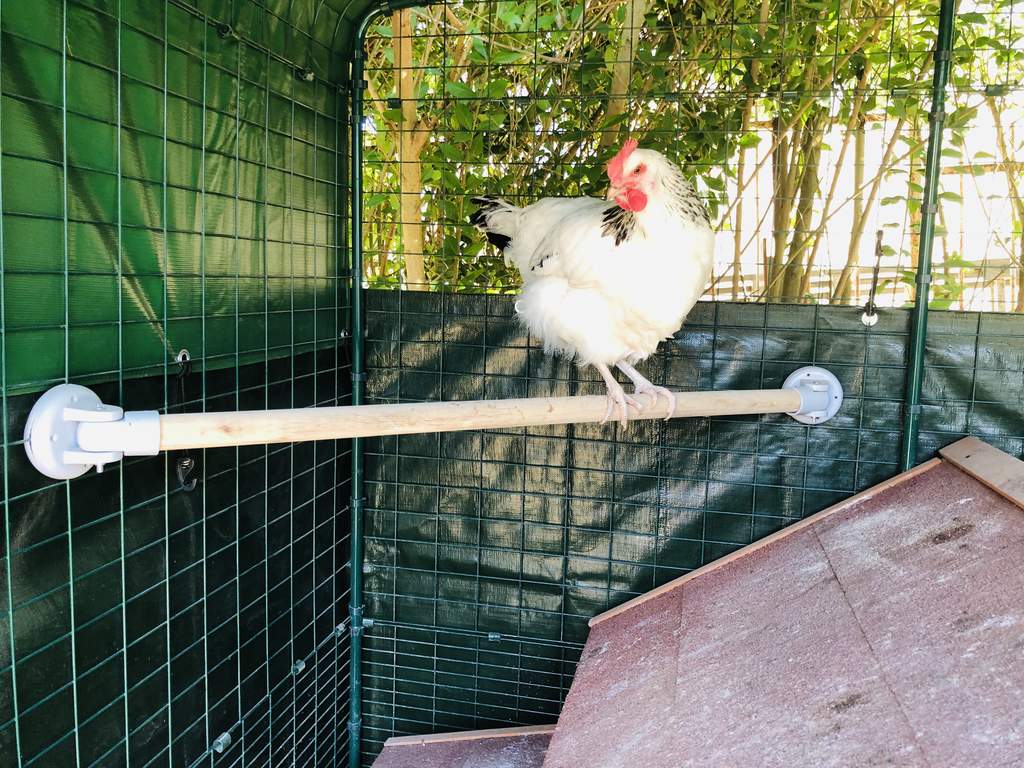 Omlet Chicken Perch 3ft Chicken Keeping Accessories Chicken Coops