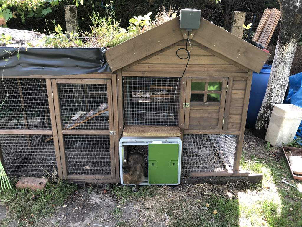 Automatic Chicken Coop Door Green New at Omlet Staff Picks Omlet