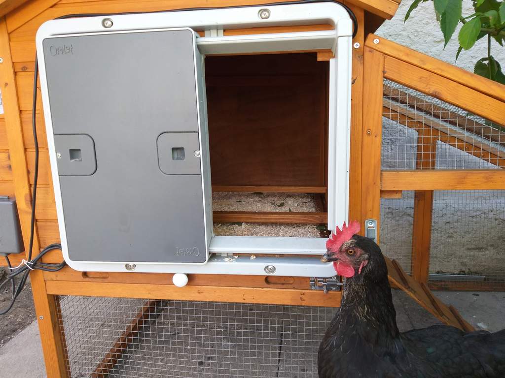 Automatic Chicken Coop Door - Grey | Chicken | Flash Sale ...