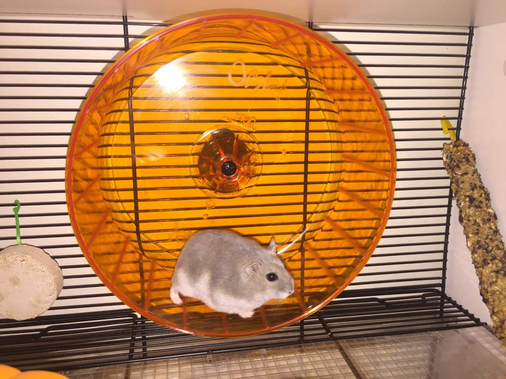hamster wheel that attaches to cage