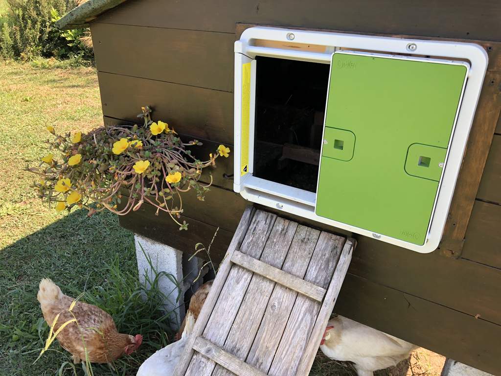 Automatic Chicken Coop Door Green New at Omlet Staff Picks Omlet