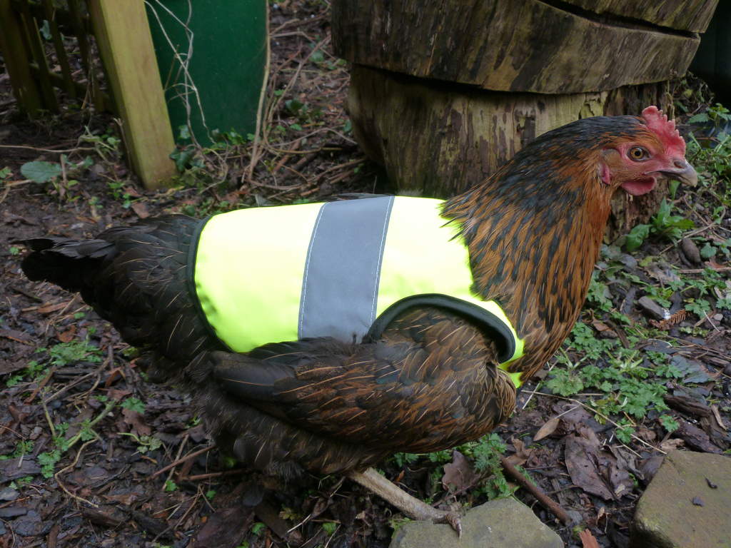 Yellow HighVis Chicken Jacket Chicken Clothing Chicken Coops, Walk