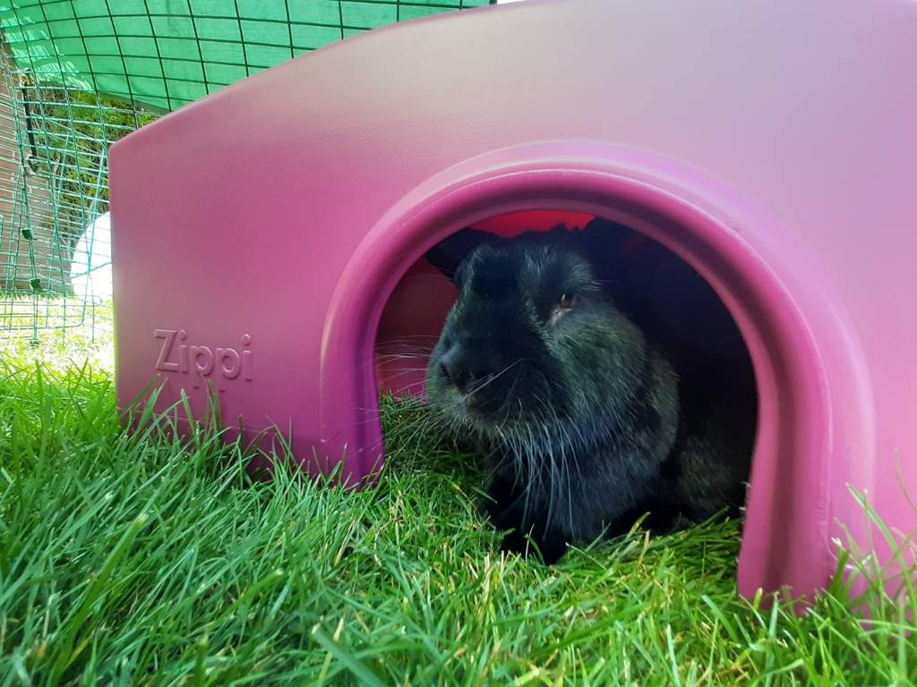 Zippi Rabbit Shelter Purple Rabbit Run Accessories Rabbit Hutches