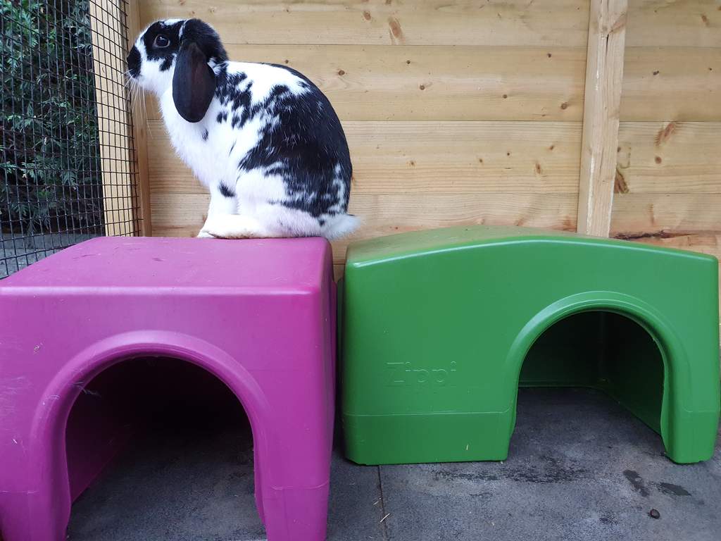 Zippi Rabbit Shelter Purple Rabbit Run Accessories Rabbit Hutches