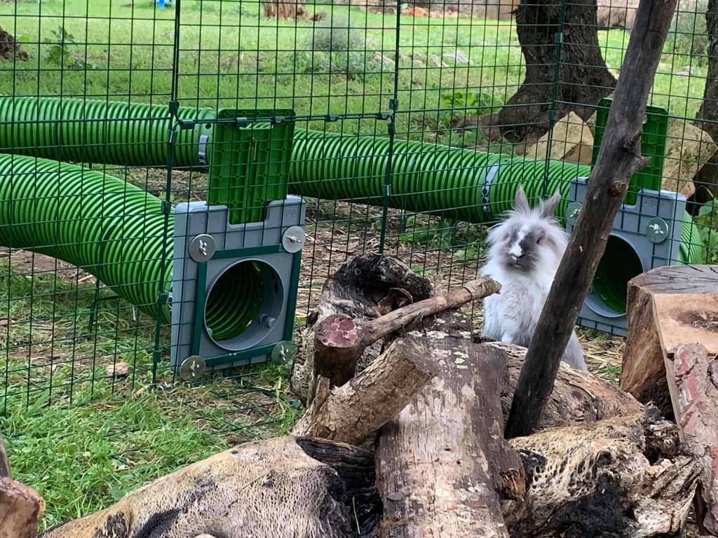 Zippi Tunnel Single Zippi Guinea Pig Tunnel Accessories