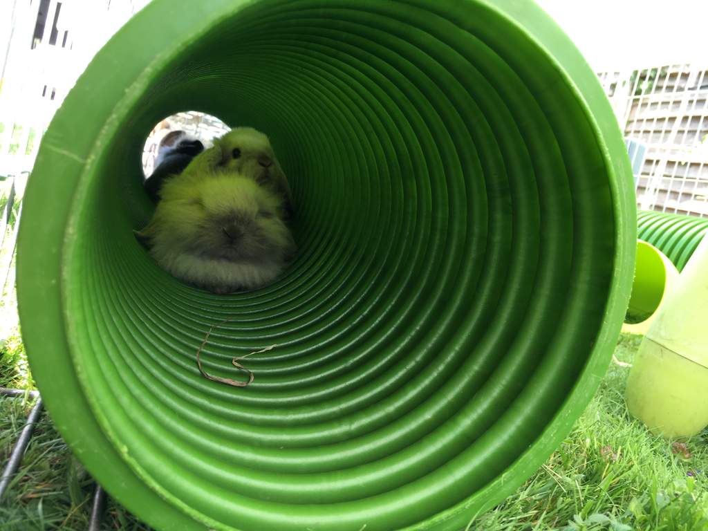 Zippi Tunnel Single Extension with Connector Zippi Guinea Pig Tunnel
