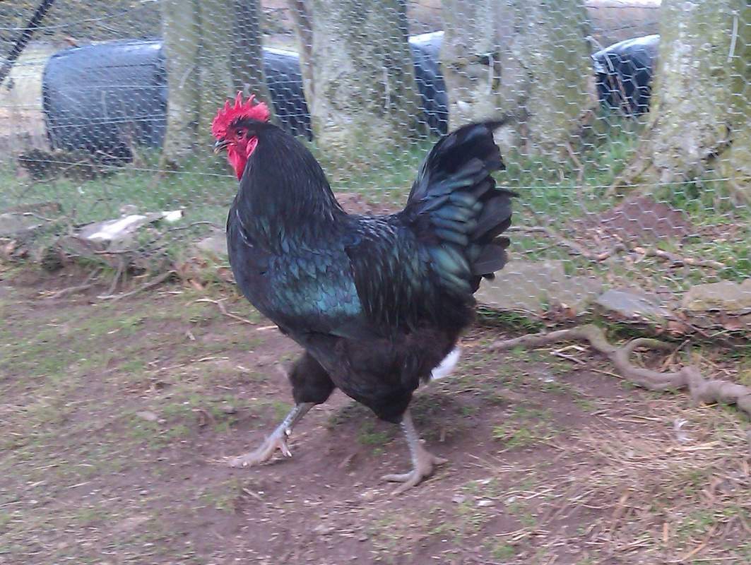 jersey giant breed