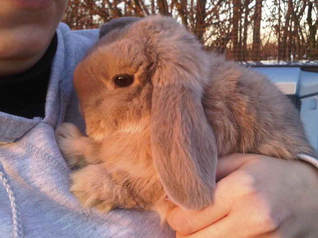 Dwarf Lop For Sale Rabbits Breed Information Omlet