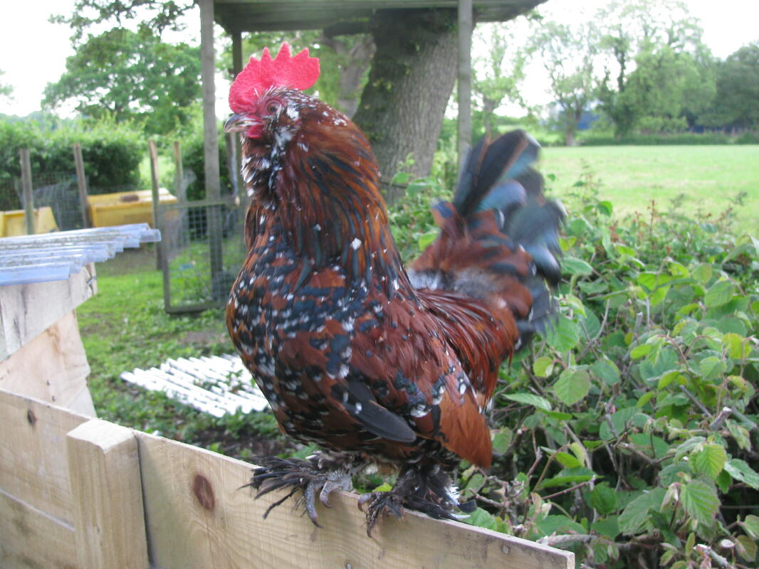 14+ Bantam Chickens For Sale Bundaberg Pictures