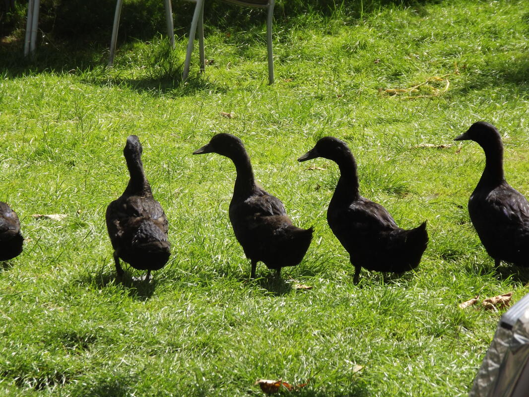 Cayuga Ducks Breed Information Omlet