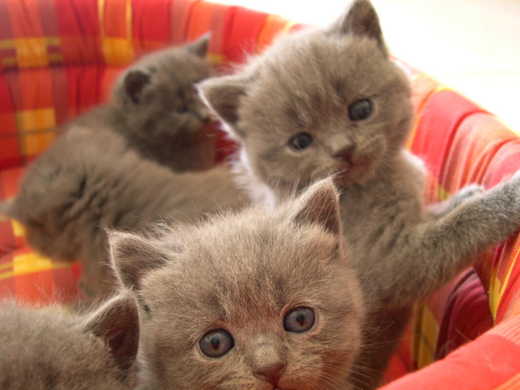 Chartreux Cats Breed Information Omlet
