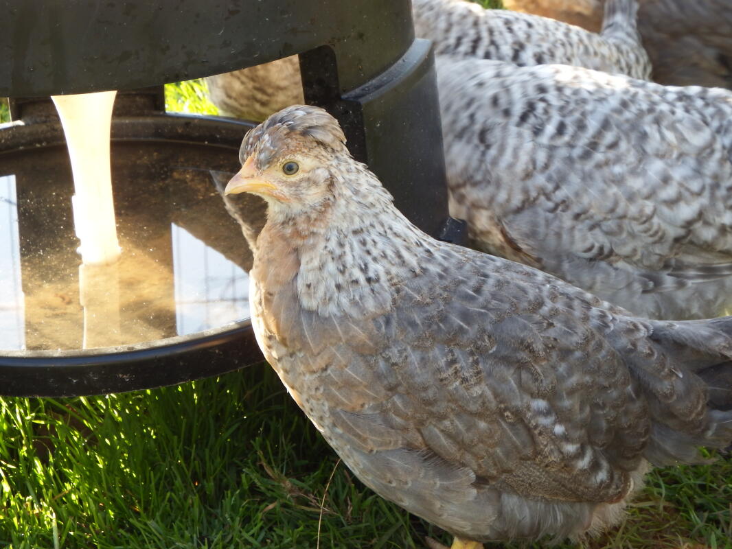 Cream Legbar For Sale Chickens Breed Information Omlet