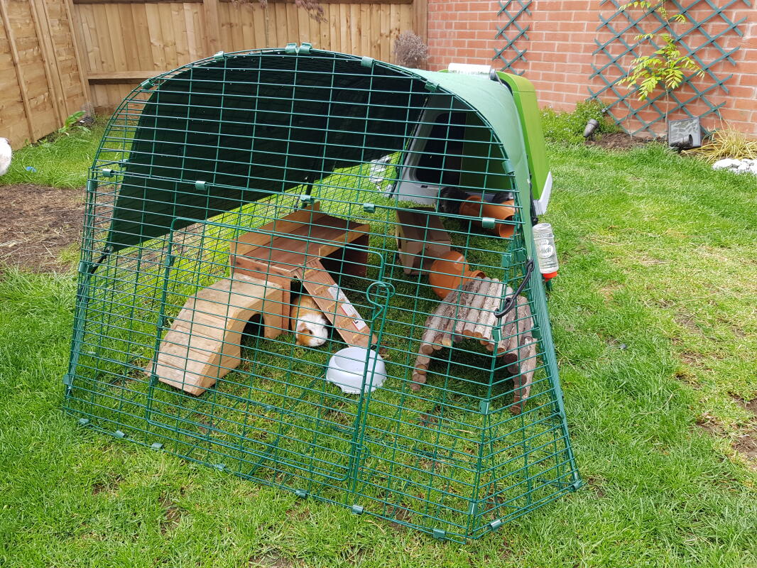 eglu go guinea pig hutch
