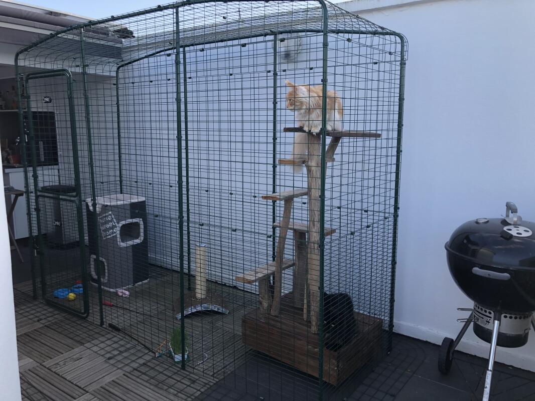 Cat Balcony Enclosure The Ultimate Urban Cat Run