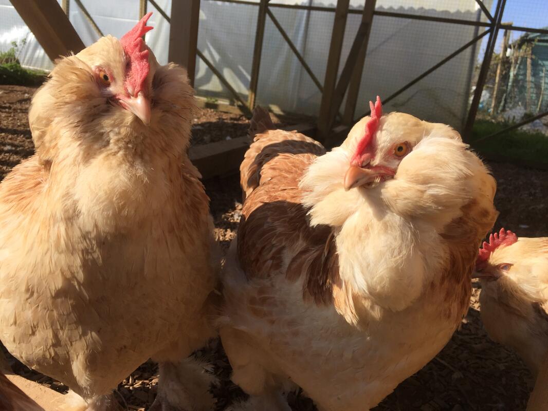 Faverolle For Sale Chickens Breed Information Omlet