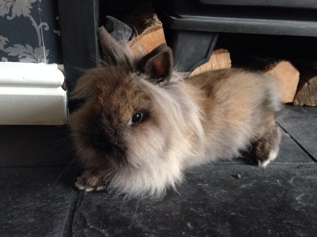 giant lop bunny