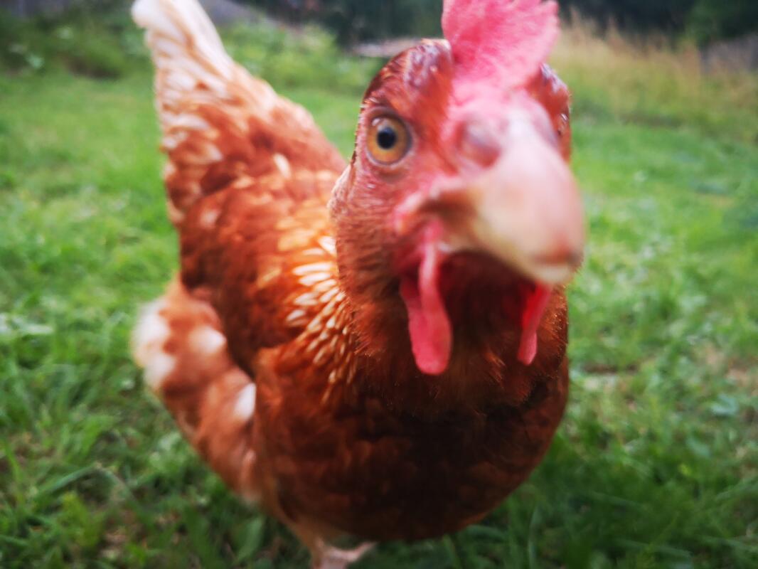 Hybrid For Sale Chickens Breed Information Omlet