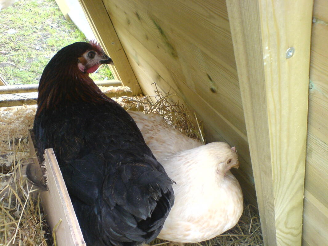 Hybrid For Sale Chickens Breed Information Omlet