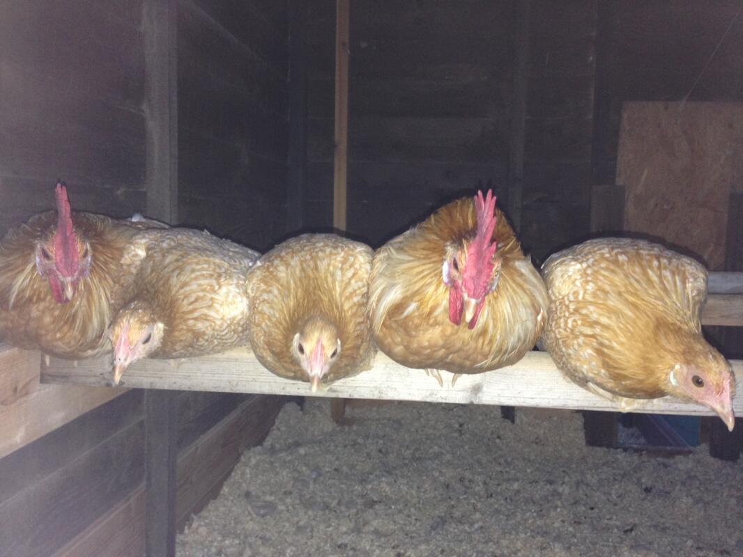 When Is The Best Time To Breed Chickens? Hatching Eggs Chickens Guide