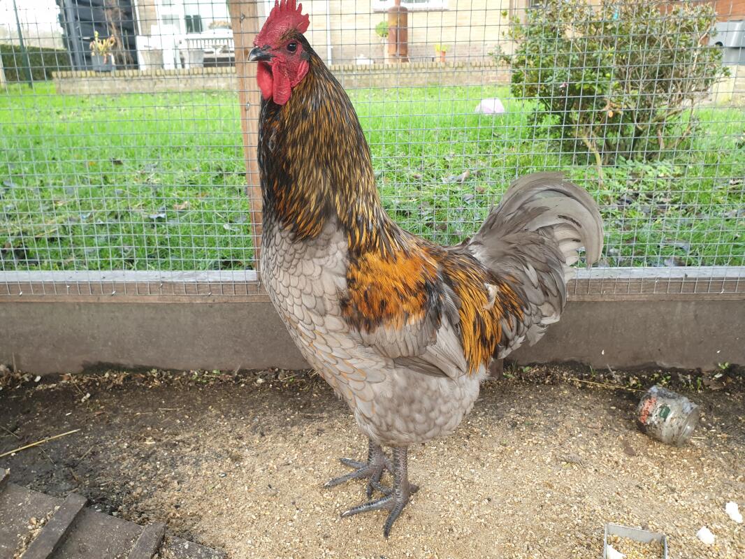 blue jersey giant hen