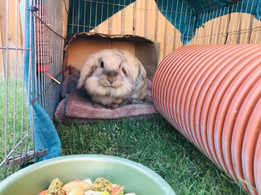 Lionhead For Sale Rabbits Breed Information Omlet