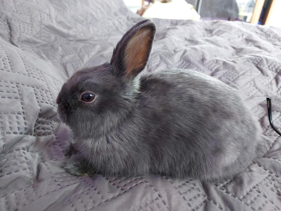 Netherland Dwarf For Sale Rabbits Breed Information Omlet
