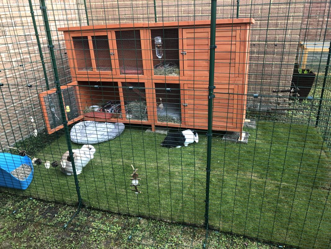 Outdoor Rabbit Run Extensions Rabbit Hutches, Rabbit Runs and Rabbit