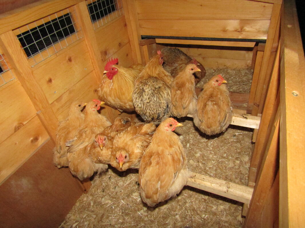Pekin Bantam For Sale Chickens Breed Information Omlet